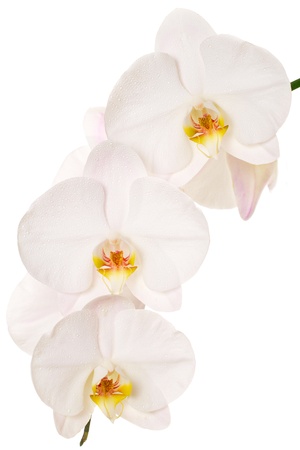 Close-up of white orchids on white backgroundの写真素材