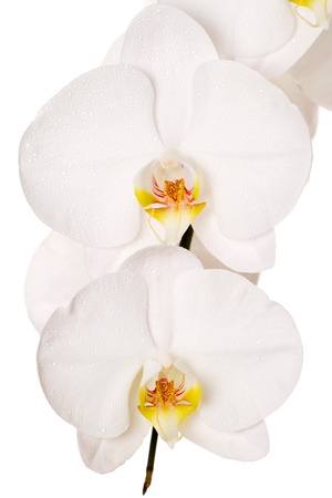 Close-up of white orchids flowers on white backgroundの写真素材