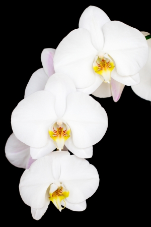 Close-up of white orchids flowers on black backgroundの写真素材