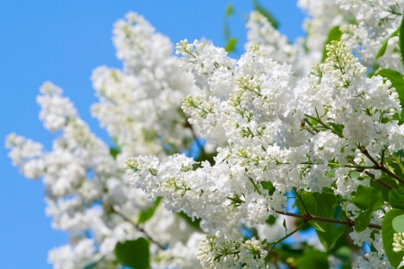 Green branch with spring lilac flowers closeupの写真素材