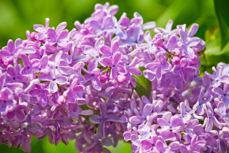 Green branch with spring lilac flowersの写真素材