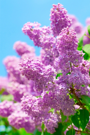 Green branch with spring lilac flowersの写真素材