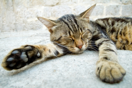 Grey cat sleeping in the streetの写真素材