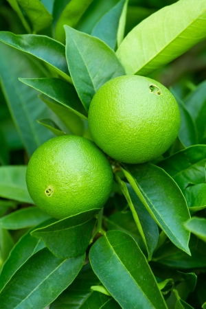 Unripe green oranges hanging on a branchの写真素材