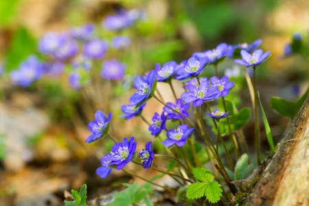 Blue flowers of Hepatica Nobilis close-up (Common Hepatica, liverwort, kidneywort, pennywort, Anemone hepatica)の写真素材