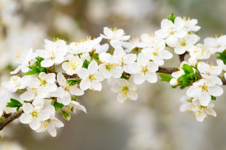 Cherry blossom flowers closeupの写真素材