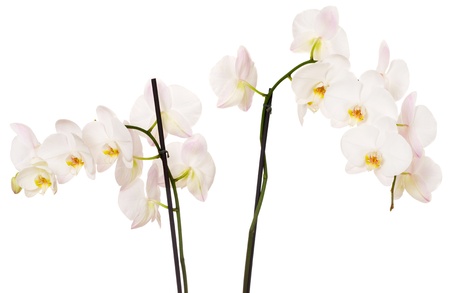 Close-up of white orchids flowers on white backgroundの写真素材