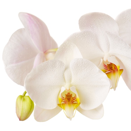 Close-up of white orchids flowers on white backgroundの写真素材