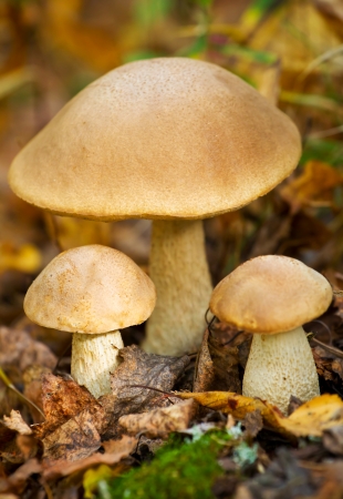 Autumn forest eatable mushrooms close-upの写真素材