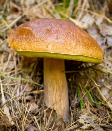 Autumn forest eatable mushroom close-upの写真素材
