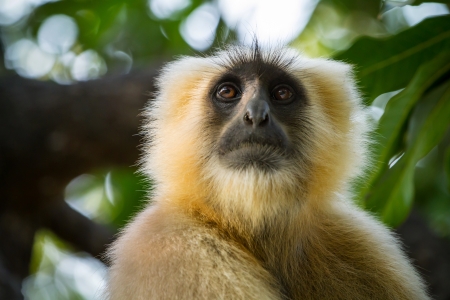 Blace faced monkey, grey langur sitting on a tree in Rishikesh, India