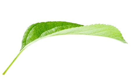 Bright green leaf isolated on white backgroundの写真素材