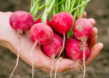 Fresh organic radish in womanの写真素材