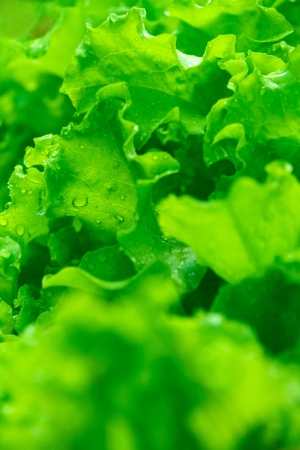 Fresh green lettuce leaves with rain dropsの写真素材