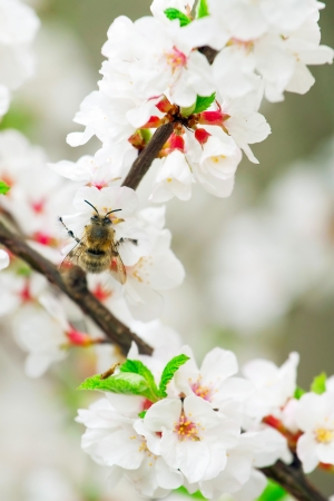 Bee on a blooming cherry branchの写真素材