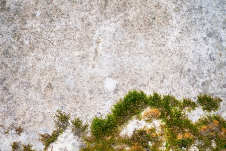 Green moss on a stone wall backgroundの写真素材