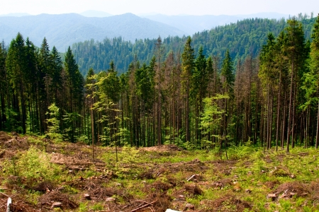 Felled area in Carpathian mountains, Ukraine