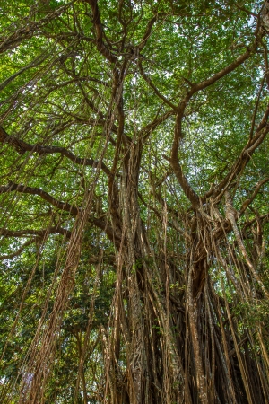 Big beautiful banyan treeの写真素材