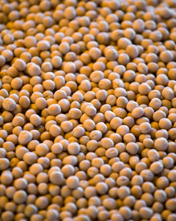 Chickpea seeds backgroundの写真素材