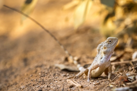 Indian garden lizard (Calotes versicolor)の写真素材
