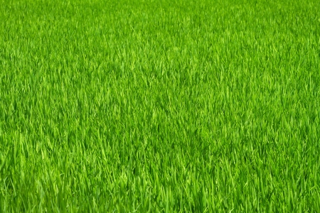 Green grass rice field backgroundの写真素材