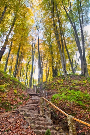 Stairs on a hill in an autumnal forestの写真素材
