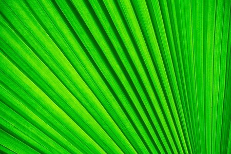 Green palm tree leaf for backgroundの写真素材