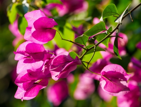 Pink flowers on the blooming tree branchの写真素材