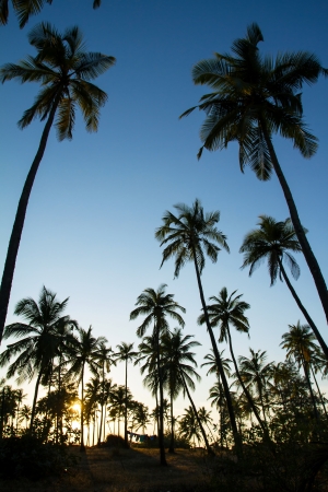 Palm trees silhouette at the sunset, Indiaの写真素材