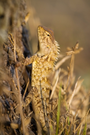 Indian garden lizard (Calotes versicolor)の写真素材