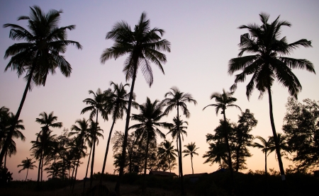 Palm trees silhouette at the sunset, Indiaの写真素材