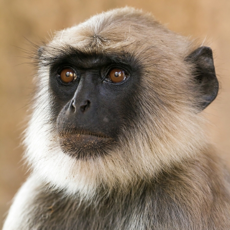 Blace faced monkey, grey langur sitting on a tree in Rishikesh, Indiaの写真素材