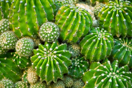 Various fresh green cactus plants backgroundの写真素材