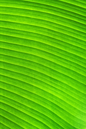 Green banana leaf texture backgroundの写真素材