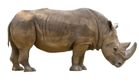 Rhinoceros isolated on white backgroundの写真素材