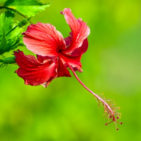 Red flower, Hibiscus rosa sinensis close-upの写真素材