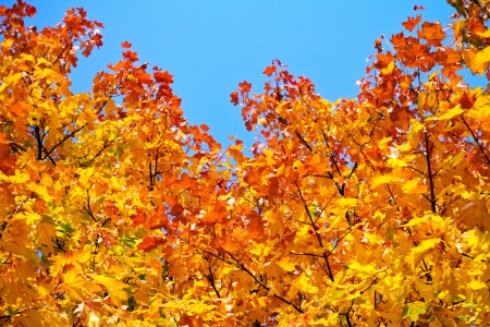 Yellow autumnal maple leaves backgroundの写真素材