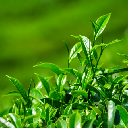 Fresh tea leaves closeupの写真素材