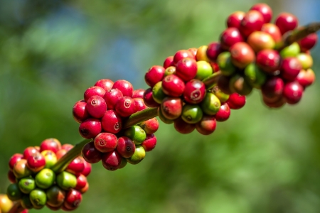 Coffee beans ripening on a treeの写真素材