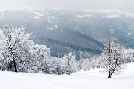 Snow covered branches in winter forestの写真素材