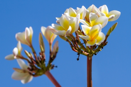 Small pretty white flowers against blue sky backgroundの写真素材