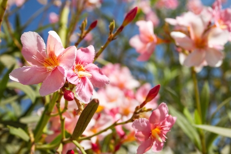 Beautiful pink flowersの写真素材