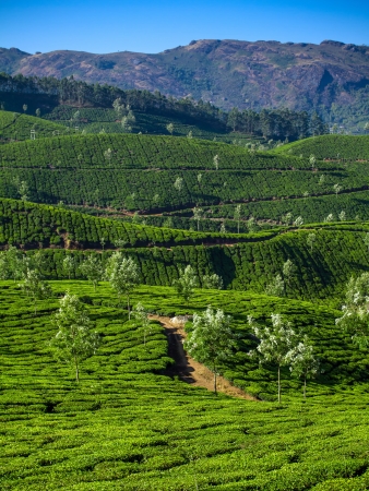 Beautiful fresh green tea plantation in Munnar, Kerala, India