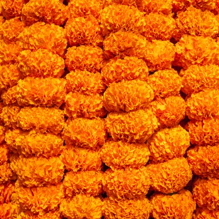 Marigold flowers garland backgroundの写真素材