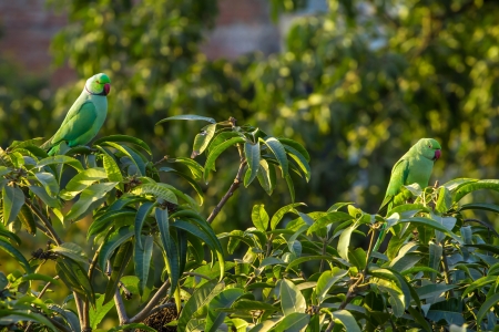 Indian Ringnecked Parakeet parrots on the tree