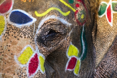 Painted elephants eye close-upの写真素材