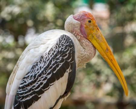 Baldheaded stork in Mysore Zoo, Indiaの写真素材