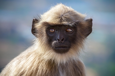 Blace faced monkey, grey langur sitting on a tree in Rishikesh, Indiaの写真素材