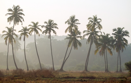 Palm trees silhouette, Indiaの写真素材