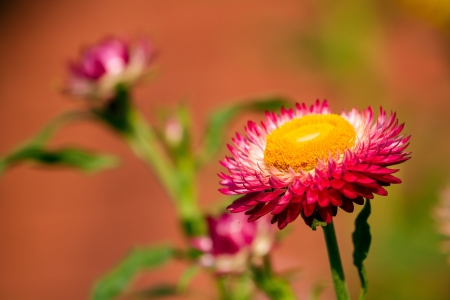 Beautiful pink chrysanthemum flower in the gardenの写真素材